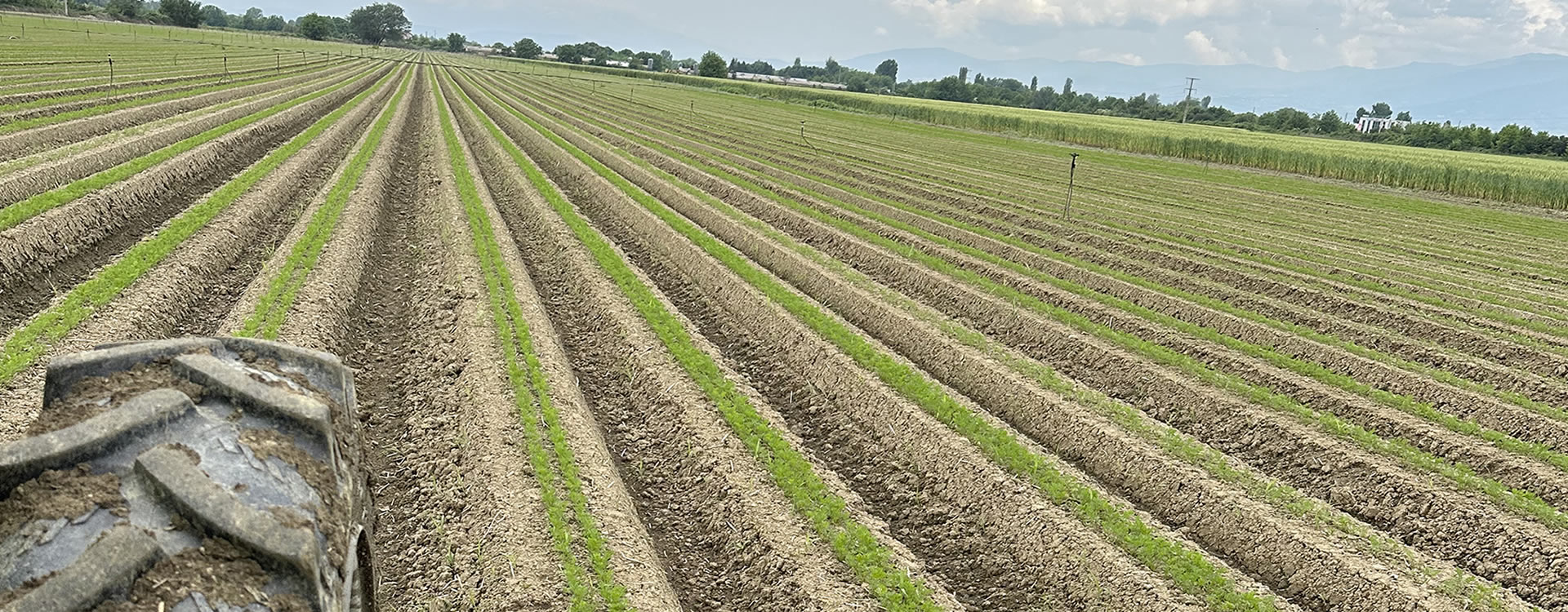 Healthy Organic Vegetables